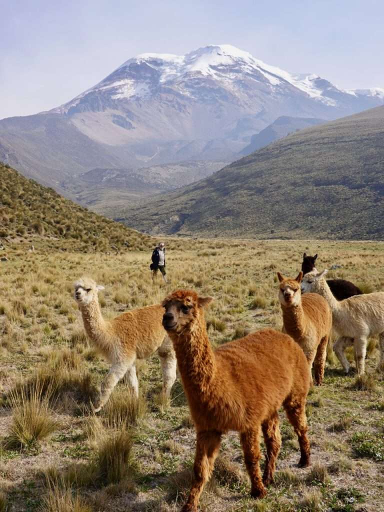 Chimborazo alpacas